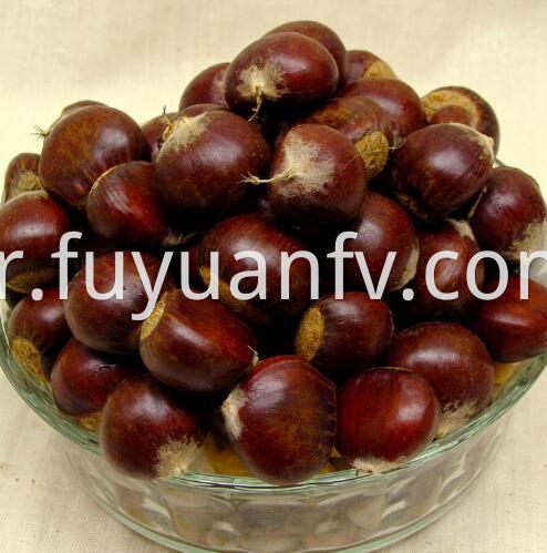 chestnut